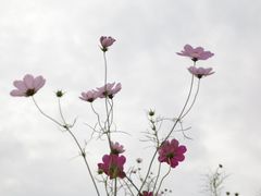 -大塘金香草谷