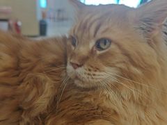 -藏猫猫咖啡主题馆(中央大道店)