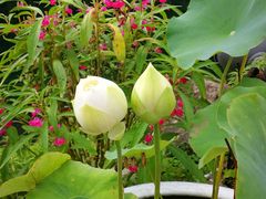 -祁门牯牛降观音堂风景区