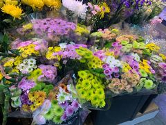 -大自然花鸟鱼虫市场
