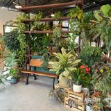 被绿植包围的咖啡店🌵🪴🎍🌿