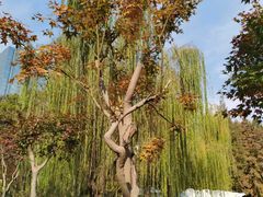 -新虹桥中心花园