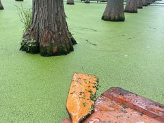 -渌洋湖湿地公园