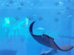 -迪拜水族馆及水下动物园