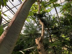 -呀路古热带植物园-恐龙馆