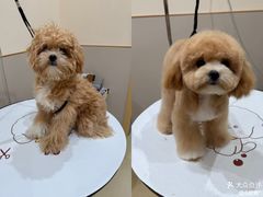 -南京宠物基地·宠物狗宠物猫售卖(南京店)