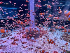 -海合安成都极地海洋公园