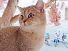 -喵屿·大理花园猫咖