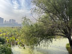 -月湖风景区
