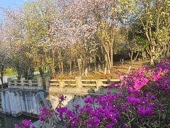 -海珠湖公园