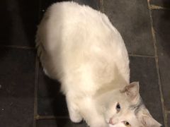 -张记牛肉面馆(天津路店)