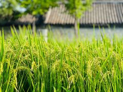 -北坞公园