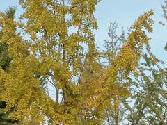 -大兴滨河森林公园