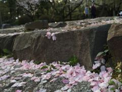 -名古屋城