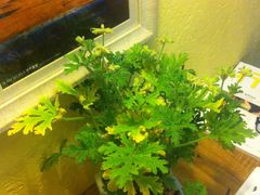 -旅马餐厅(茅家埠店)