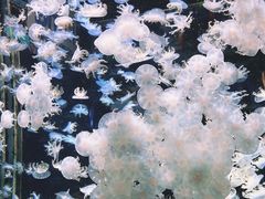 -太平洋海底世界