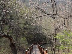 -大岭沟猕猴桃谷风景区