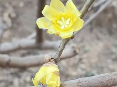-香山公园