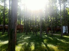 -黄海国家森林公园