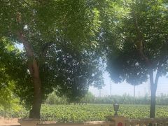 -龙谕酒庄