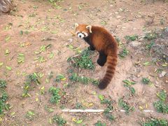 -灵玲国际马戏城