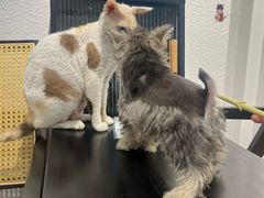 -琪喵猫屋·撸猫猫咖·猫舍