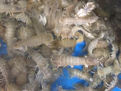 -宾朋海鲜特色美食餐厅·纯手工鲅鱼水饺(兴海路店)