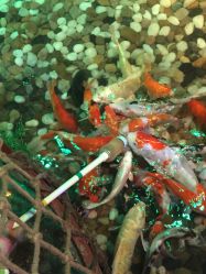 -酷嗒动物文化乐园(cutezoo西溪乐天城店)