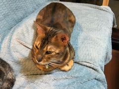 -李小姐の猫咖啡馆(五角场店)