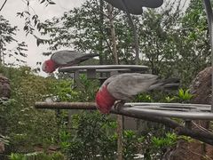 -新加坡飞禽公园