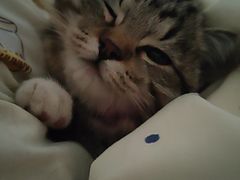 -心仪动物医院·牙专科·肿瘤·心脏科(西客站院)