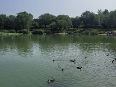 -北京麋鹿生态实验中心