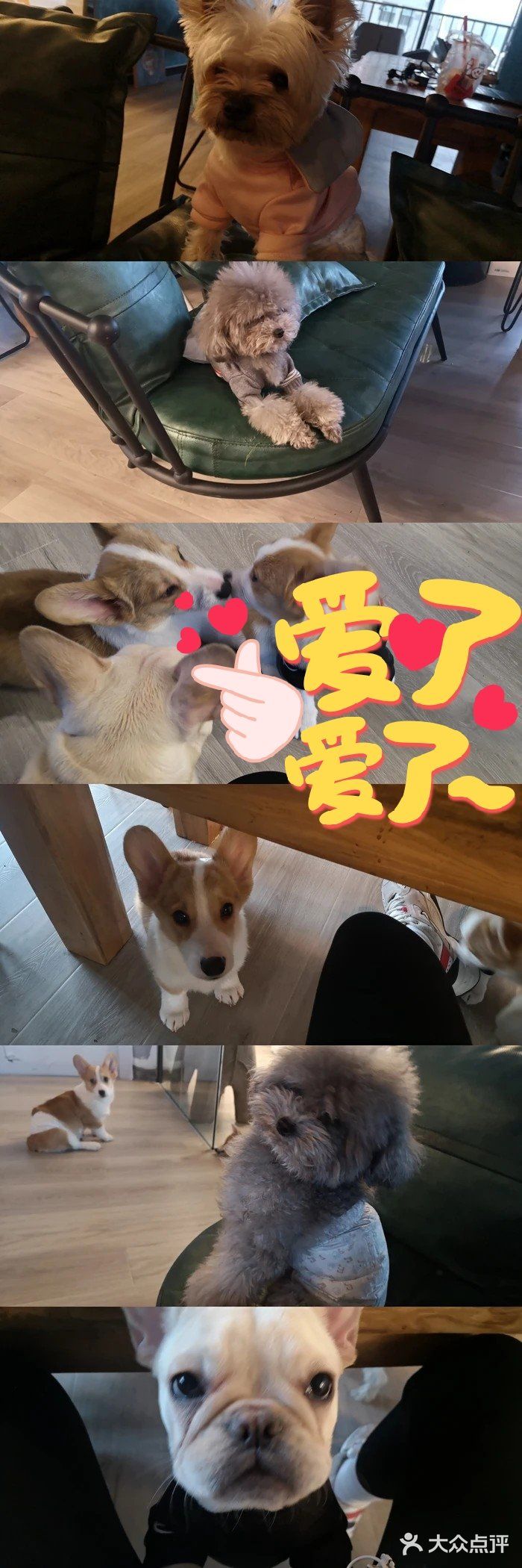 薅羊毛!西安养狗人必打卡的活动!不容错过!