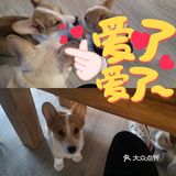 薅羊毛!西安养狗人必打卡的活动!不容错过!