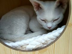 -猫小院猫主题咖啡厅(北锣店)