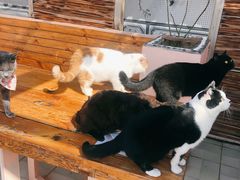 -喵屿·大理花园猫咖