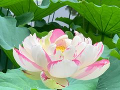 -陈家山荷花公园