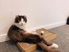 -米宠家·撸猫猫咖小萌宠·猫咪洗澡·猫咪寄养(高新大都荟店)