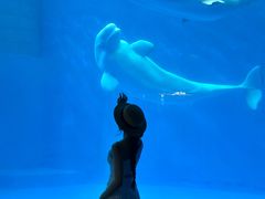 -海合安成都极地海洋公园