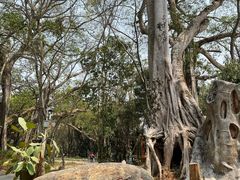 -瑞丽独树成林风景区