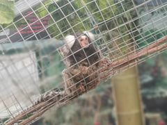 -西霞口神雕山野生动物世界