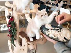 -飞行喵MR PILOT|猫舍·猫咖(静安大融城店)