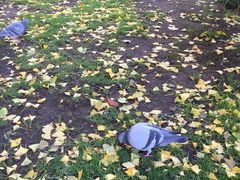 iphone_upload_pic-北海道厅旧本厅舍(旧本庁舎)