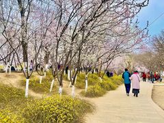 -桃花堤公园