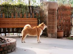 -柴犬高等学院·狗咖·柴犬售卖·宠物训练