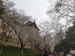 -武汉大学-樱园