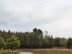 -日照海滨国家森林公园
