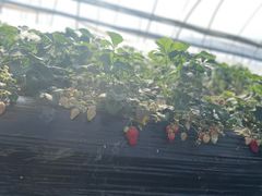 -胜丰草莓采摘园