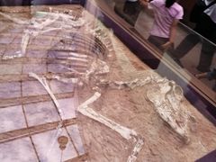 -陕西自然博物馆