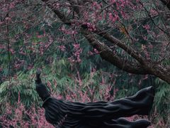 -青羊宫